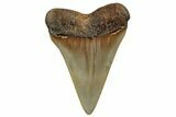 Fossil Broad-Toothed Mako Shark Tooth - North Carolina #257364-1